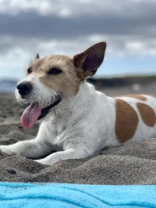 Sophie the charming 13-year-old Jack Russell terrier enjoys the sandy beach of El Confital Beach.